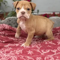 Ginny, a female Olde English Bulldogge for sale in Ocala, FL – Photo 9 of 10