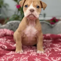 Ginny, a female Olde English Bulldogge for sale in Ocala, FL – Photo 1 of 10