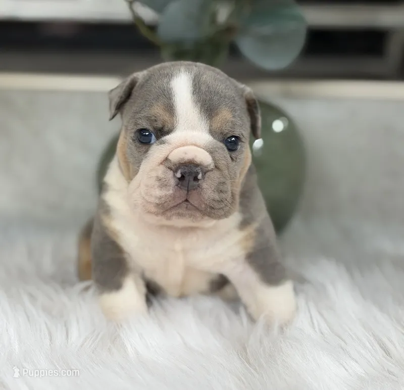 Jasper  – English Bulldog puppy for sale in Dunnellon, FL