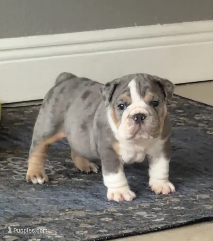 Jasper  – English Bulldog puppy for sale in Dunnellon, FL