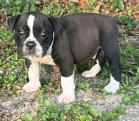 Onyx, a male Olde English Bulldogge for sale in Ocala, FL – Photo 2 of 9