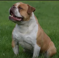 Onyx, a male Olde English Bulldogge for sale in Ocala, FL – Photo 6 of 9