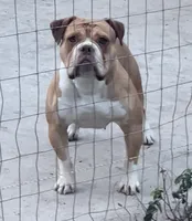 Onyx, a male Olde English Bulldogge for sale in Ocala, FL – Photo 5 of 9