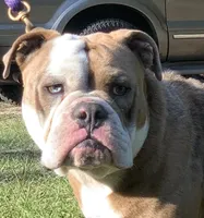 Onyx, a male Olde English Bulldogge for sale in Ocala, FL – Photo 7 of 9