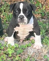 Onyx, a male Olde English Bulldogge for sale in Ocala, FL – Photo 3 of 9