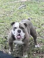 Onyx, a male Olde English Bulldogge for sale in Ocala, FL – Photo 9 of 9