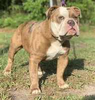 Onyx, a male Olde English Bulldogge for sale in Ocala, FL – Photo 8 of 9