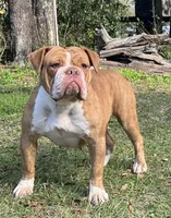 Jerry , a male Olde English Bulldogge for sale in Dunnellon, FL – 7 of 10