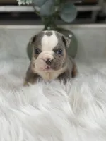 Tony , a male English Bulldog for sale in Dunnellon, FL – 5 of 9