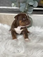 BRICE , a male Olde English Bulldogge for sale in Dunnellon, FL – 8 of 10