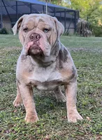 Orion , a male Olde English Bulldogge for sale in Ocala, FL – Photo 7 of 10