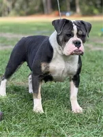 Orion , a male Olde English Bulldogge for sale in Ocala, FL – Photo 5 of 10