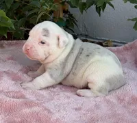 Orion , a male Olde English Bulldogge for sale in Ocala, FL – Photo 3 of 10