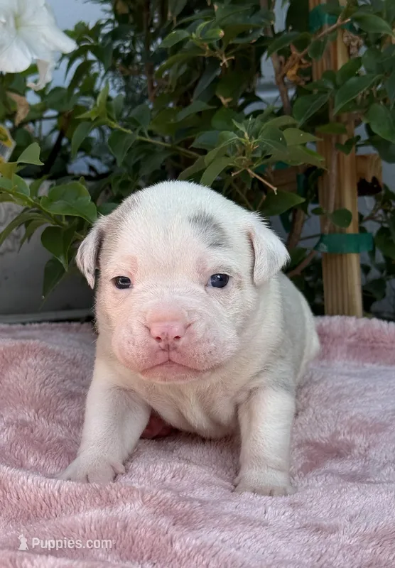 Orion  – Olde English Bulldogge puppy for sale in Ocala, FL