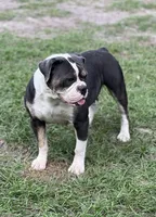 Orion , a male Olde English Bulldogge for sale in Ocala, FL – Photo 6 of 10