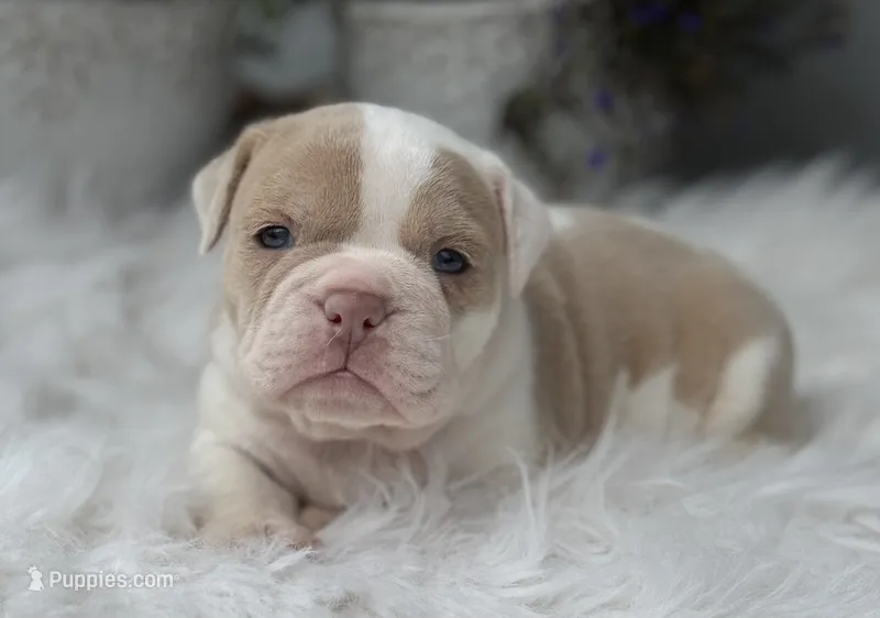 Valerie  – Olde English Bulldogge puppy for sale in Ocala, FL