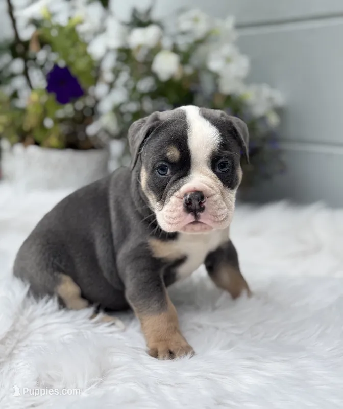 Tody  – Olde English Bulldogge puppy for sale in Ocala, FL