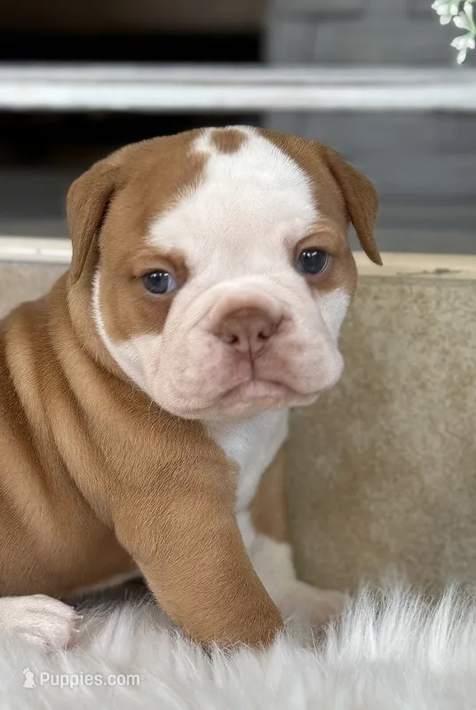 Sara  – Olde English Bulldogge puppy for sale in Dunnellon, FL