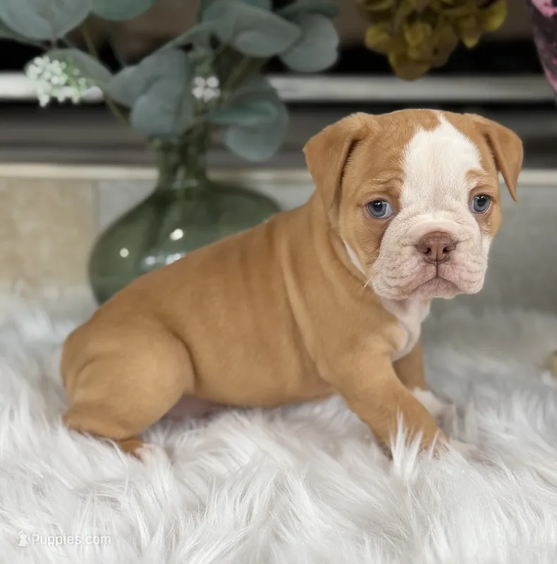 Trista  – Olde English Bulldogge puppy for sale in Dunnellon, FL