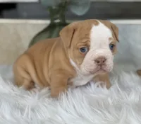 Trista , a female Olde English Bulldogge for sale in Dunnellon, FL – 4 of 10