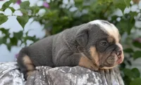 Travis , a male Olde English Bulldogge for sale in Ocala, FL – 5 of 10