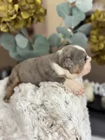 Jasper , a male English Bulldog for sale in Dunnellon, FL – 5 of 9