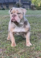 Megan, a female Olde English Bulldogge for sale in Ocala, FL – Photo 5 of 7