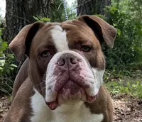 Megan, a female Olde English Bulldogge for sale in Ocala, FL – Photo 3 of 7
