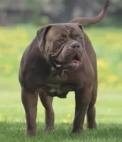 Megan, a female Olde English Bulldogge for sale in Ocala, FL – Photo 4 of 7