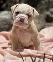 Megan, a female Olde English Bulldogge for sale in Ocala, FL – Photo 1 of 7