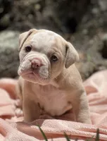 Megan, a female Olde English Bulldogge for sale in Ocala, FL – Photo 6 of 7