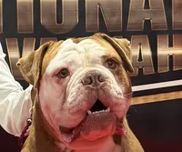 Trista , a female Olde English Bulldogge for sale in Dunnellon, FL – 6 of 10