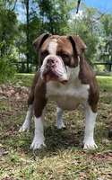 Valerie , a female Olde English Bulldogge for sale in Ocala, FL – 9 of 9