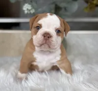 Sara , a female Olde English Bulldogge for sale in Dunnellon, FL – 3 of 10