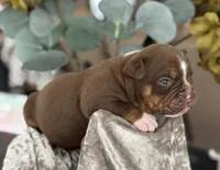 BRICE , a male Olde English Bulldogge for sale in Ocala, FL – 4 of 9