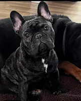 Tory , a male French Bulldog for sale in Ocala, FL – 8 of 10