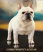 Travis , a male French Bulldog for sale in Ocala, FL – 10 of 10
