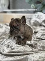 Travis , a male French Bulldog for sale in Ocala, FL – 6 of 10