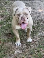 Amadeus , a male Olde English Bulldogge for sale in Ocala, FL – 2 of 8