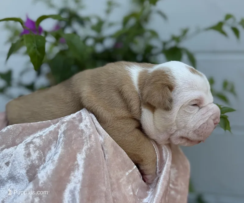 Caroline  – Olde English Bulldogge puppy for sale in Ocala, FL