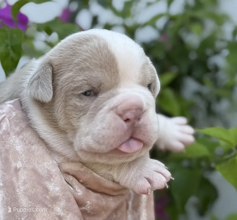 Valerie  – Olde English Bulldogge puppy for sale in Ocala, FL