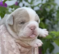 Valerie , a female Olde English Bulldogge for sale in Ocala, FL – 1 of 9