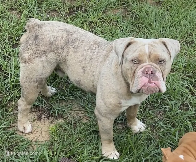 Amadeus  – Olde English Bulldogge puppy for sale in Ocala, FL