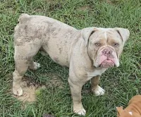 Amadeus , a male Olde English Bulldogge for sale in Ocala, FL – 1 of 8