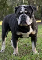 Tody , a male Olde English Bulldogge for sale in Ocala, FL – 10 of 10
