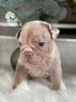Amber , a female Olde English Bulldogge for sale in Ocala, FL – 2 of 8