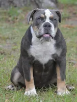 Amber , a female Olde English Bulldogge for sale in Dunnellon, FL – 9 of 10