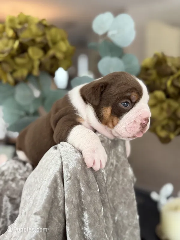 Laura  – Olde English Bulldogge puppy for sale in Ocala, FL
