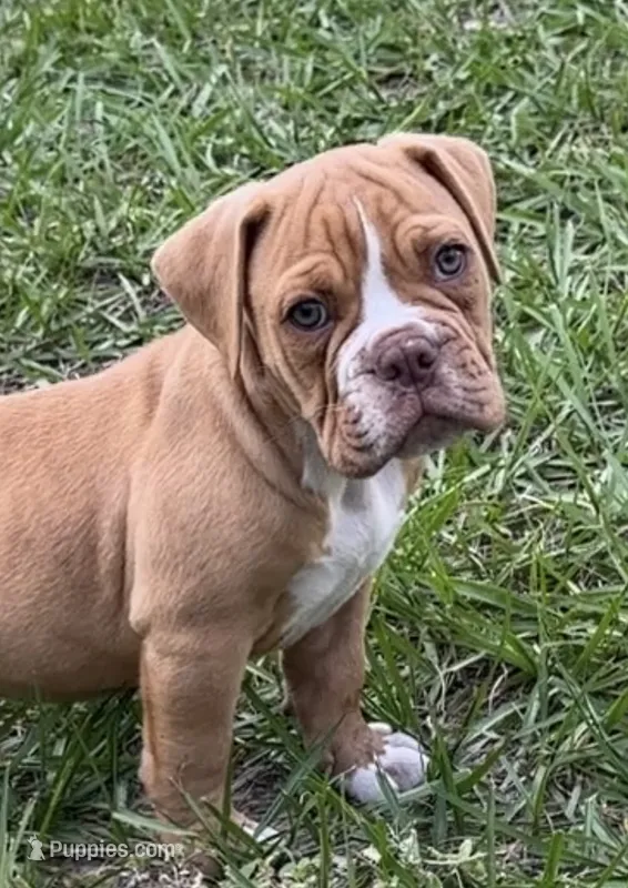 Mason  – Olde English Bulldogge puppy for sale in Dunnellon, FL