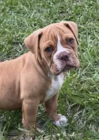 Mason , a male Olde English Bulldogge for sale in Dunnellon, FL – 1 of 10